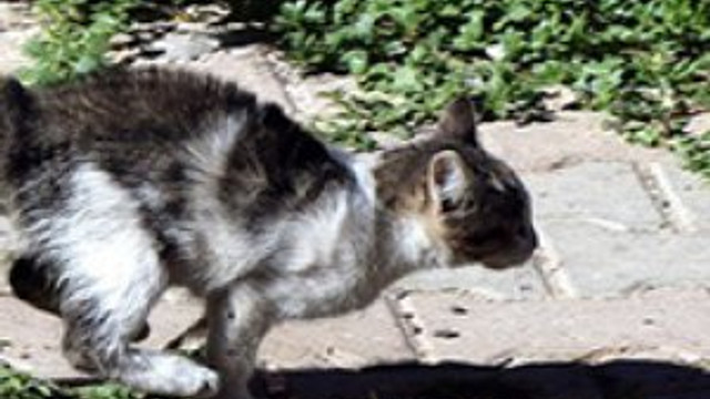 Bu kedi itfaiyeyi pes ettirdi