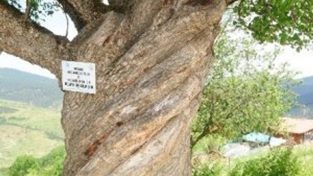 Burgulu ağaç görenleri şaşırtıyor