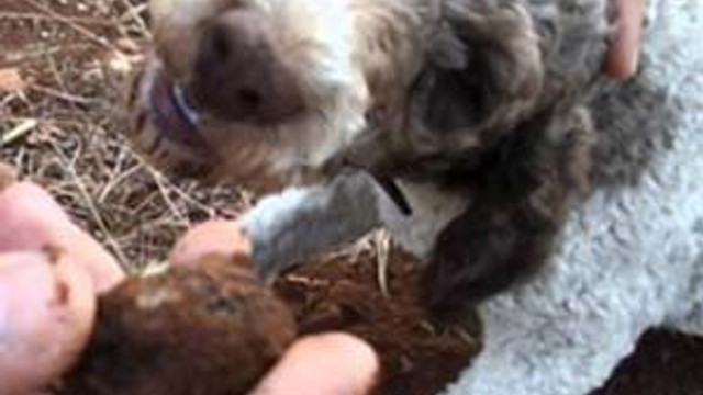 Köpekler buldu ! Kilosu 3.500 eurodan satılıyor