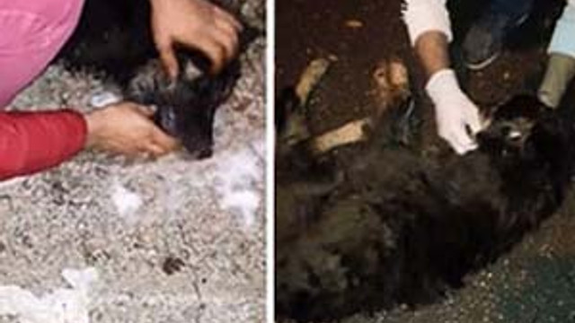 Sapanca'da köpek katliamı !