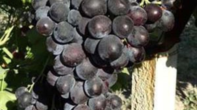 5 yeni üzüm çeşidinin ismini halk belirledi