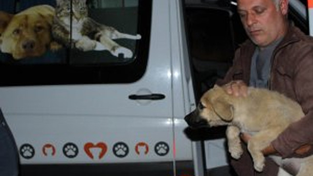 Ölüme terk edilen köpeklere yine Büyükşehir Belediyesi sahip çıktı