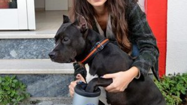 Köpek besleyenlerin büyük derdine son: Patimatik