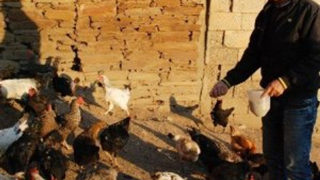 10 TL'ye sattığı yumurtalarla servet kazandı