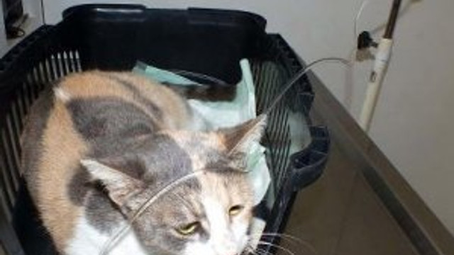 Tecavüz edilen kedi öldü