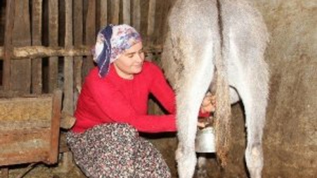 Eşek sütüne yoğun ilgi