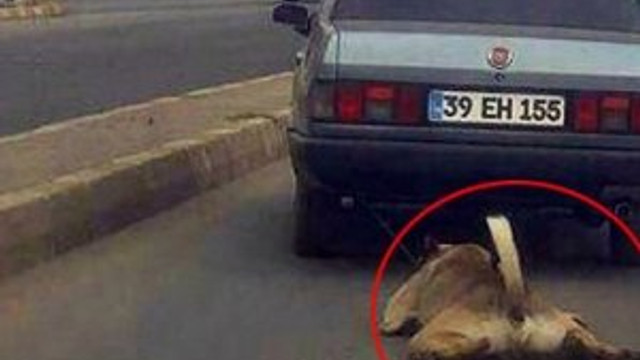 Köpeğe işkence yapan sürücü bulundu