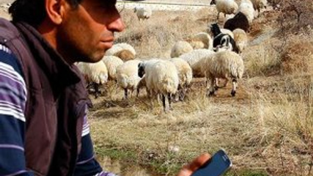 Koyunlara cep telefonundan kaval dinletiyor