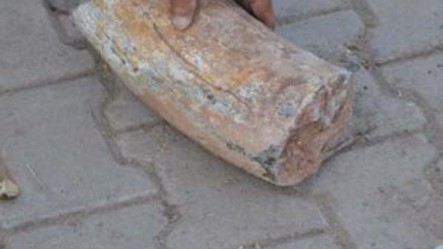 Tarlada fil dişi fosili bulundu
