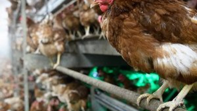 Tehlike kapımıza dayandı! Bulgaristan'da kuş gribi alarmı