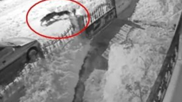 Aç kalan kurt köpeğe böyle saldırdı