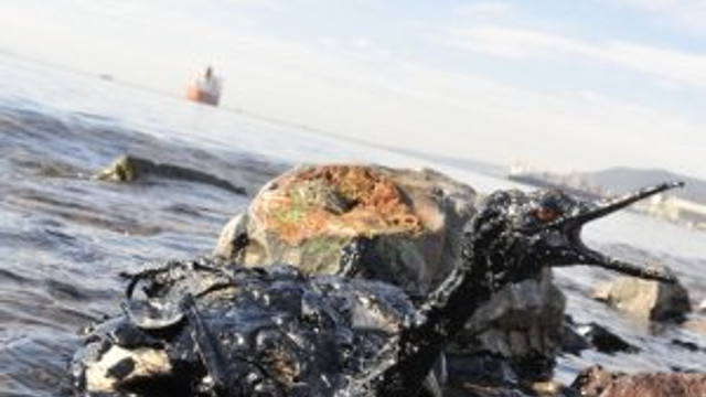 Petrole bulanan kuşlar yürek parçaladı