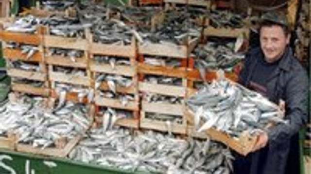 Balığı tütsüleyip satacaklar Ekonomi Balığı tütsüleyip satacaklar Ekonomi