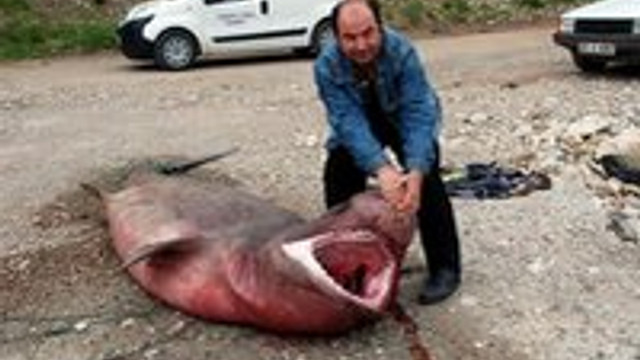Antalya'da dev köpek balığı