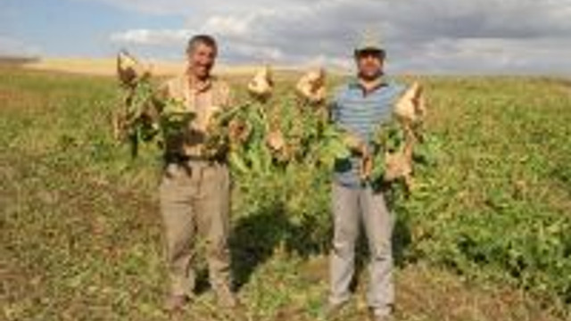 Yozgatta Pancar Hasadı Başladı