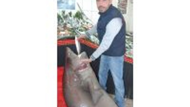 Çanakkalede 4 Metrelik Köpek Balığı Yakalandı
