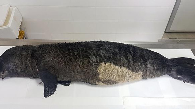 Ölü Akdeniz foku müzede sergilenecek