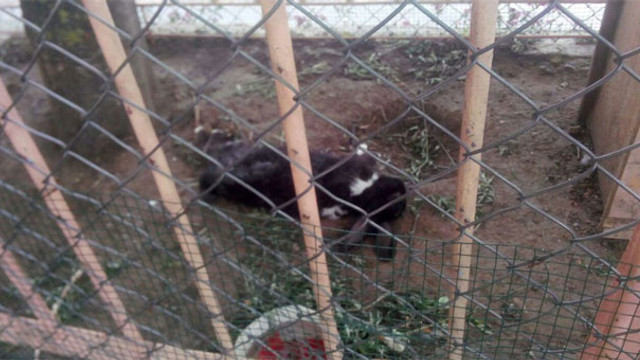 Aç kalan sokak köpekleri tavşanları parçaladı