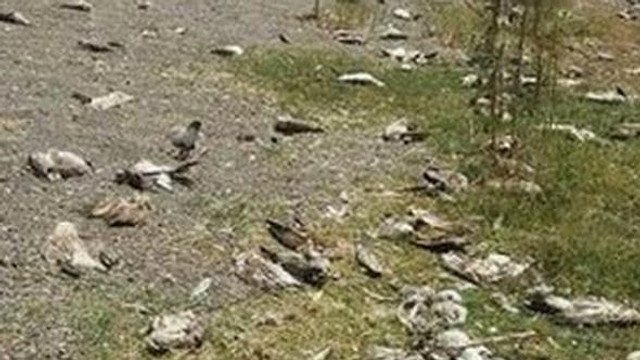 Van Gölü'nde korkutan görüntü