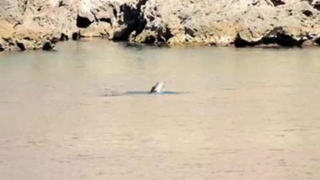 Antalya sahillerinde korkutan görüntü: Besleniyorlar !