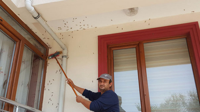 Vatandaşların kabusu oldu ! İlaç da fayda etmedi