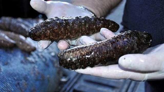 4 bin 500 tane deniz patlıcanı ele geçirildi