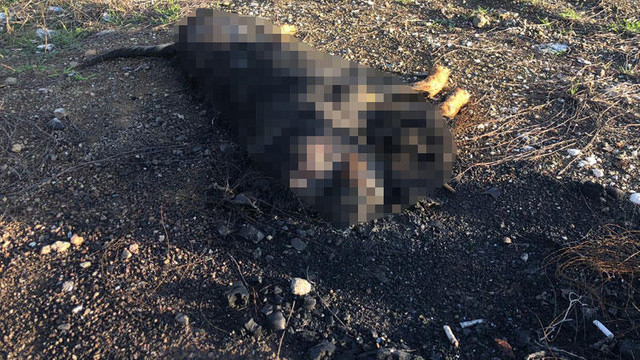 Vahşet desek az kalır ! Köpeği ateşe verdiler