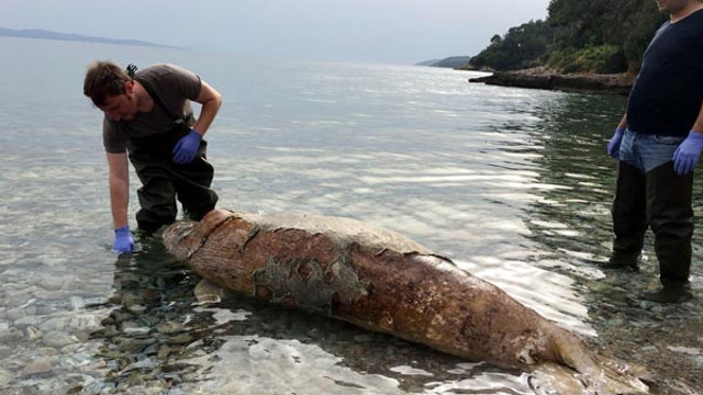 Muğla'da ölü fok bulundu