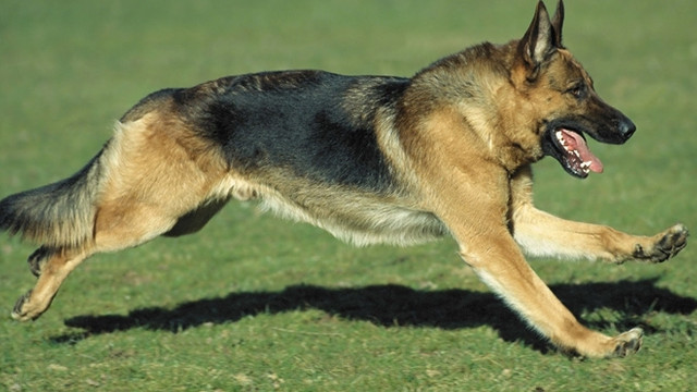 Internette Satilik Alman Kurdu Tuzagi 3 Sayfa