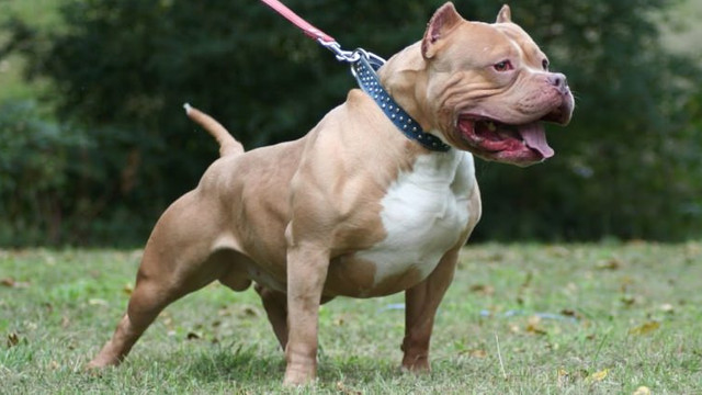 Pitbull ve dogo cinsi köpek besleyenlere 12 bin 600 lira ceza