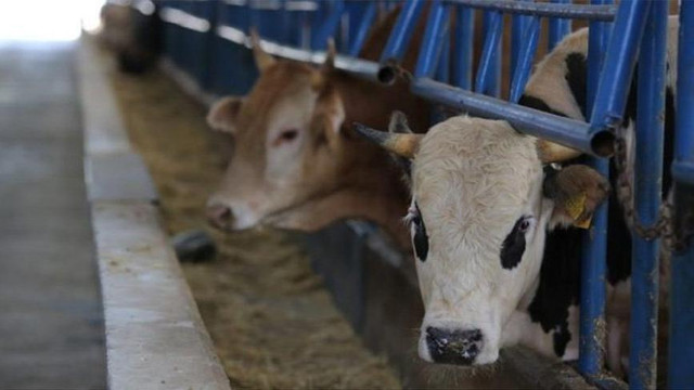 ''Doktora şarbon teşhisi yasağı mı getirildi ?''