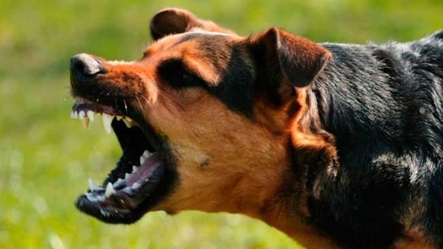 Dikkat ! Köpek saldırıları artabilir
