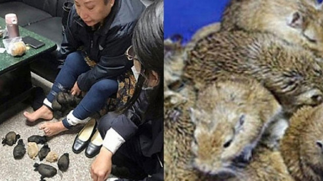 Üst aramasında şoke eden anlar! Üzerinden 24 fare çıktı