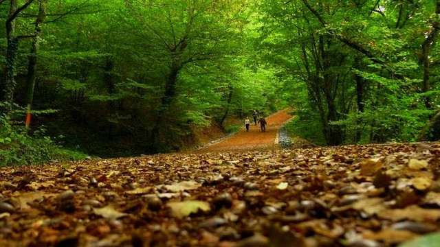 İstanbullulara müjde ! Belgrad Ormanı kurtuldu !
