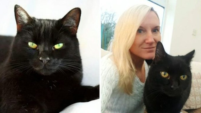 Kayıp kedi 10 yıl sonra eve döndü