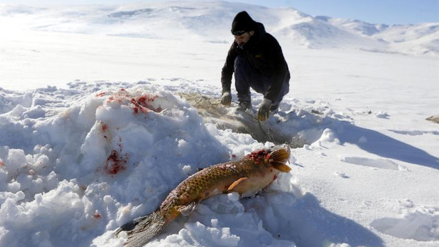 Eskimo usulü yapıyor ! En büyüğünü yakaladı