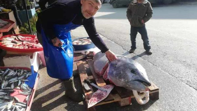 Marmara Denizi'nde yakalandı ! Tam 150 kilo...