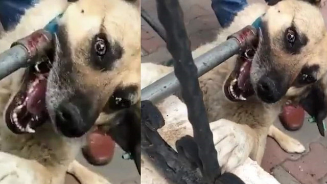 Köpeğe işkence görüntülerinin sorumlusu ortaya çıktı