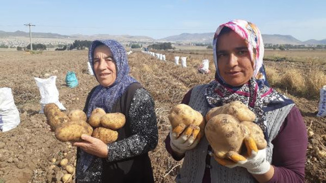 Yerli ve milli patates çiftinin yüzünü güldürdü
