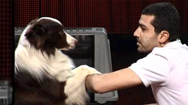Yetenek Sizsiniz'in şampiyon köpeği öldü