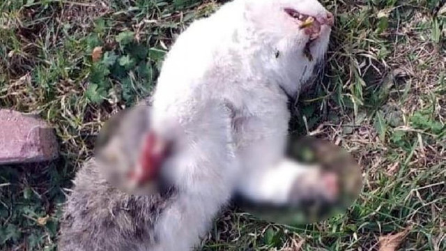 Kedilerin ayaklarının kesilerek öldürüldüğü iddiası !
