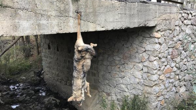 Bunun adı vahşet ! Köprüye asılı kurt ölüsü bulundu