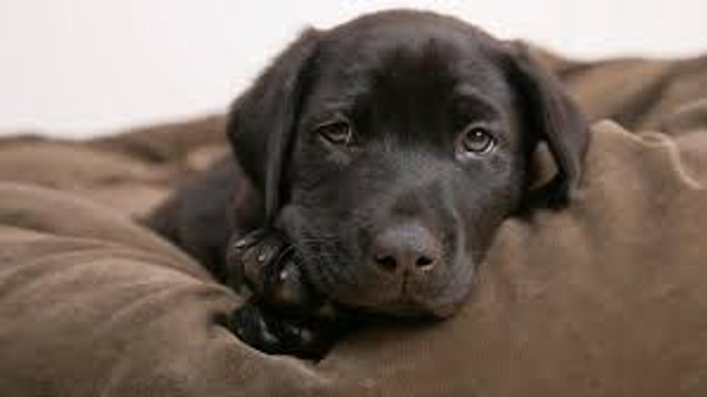 Köpek yavrusu, kadını silahla vurdu