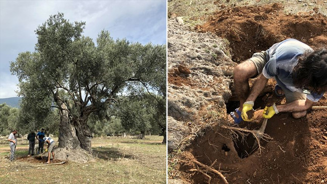 3 bin yıllık ağacın sırrını nükleer fizikçiler çözdü