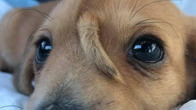Alnından kuyrukla doğan köpek şaşırttı