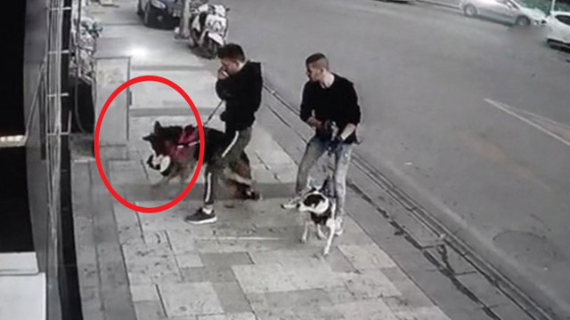 Sokak kedisini köpeğin ağzından 5 kişi zor aldı