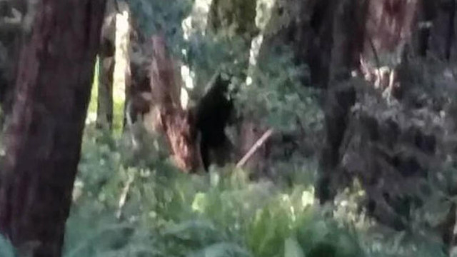 Yarı insan yarı köpek... Gizemli yaratığı görenler dehşete kapıldı !