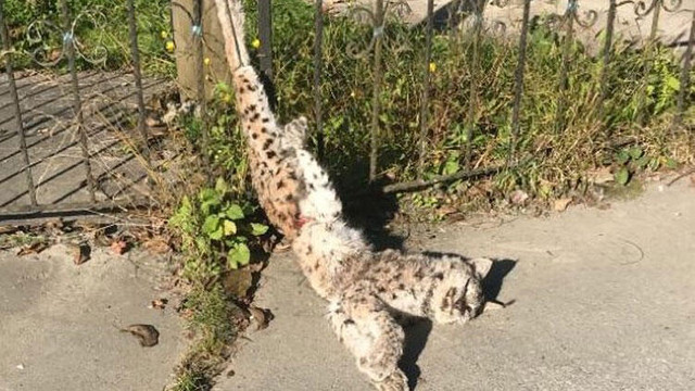 Türü tehlike altında olan vaşak katledildi