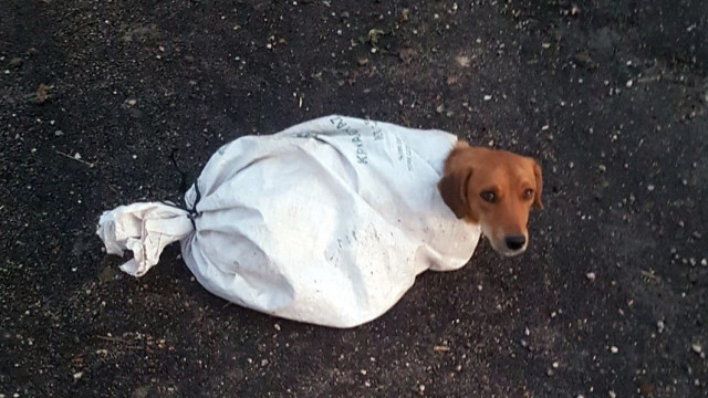 Hamile köpeği çuvala koyup yola attılar