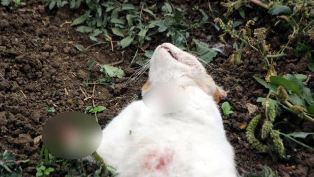 Bir kent bu vahşeti konuşuyor ! 6 kedi ayakları kopmuş halde ölü bulundu